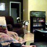 Perro asustado por Julia Roberts