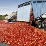 Un tercio de la comida mundial acaba en el cubo de la basura
