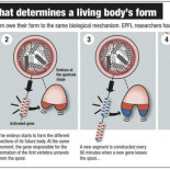 Descubren el mecanismo genético que da forma a los organismos