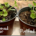 El efecto en las plantas del agua calentada en microondas