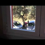 Cómo cargarse un árbol centenario en pocos minutos