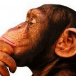 Niputaideismo, el deporte de élite español