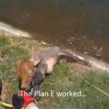 Motociclista de enduro salva a un ternero de morir ahogado