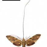 La polilla cuya existencia adivinó Darwin