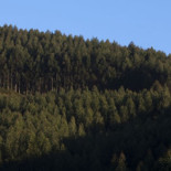 Legalizadas las plantaciones de Eucaliptus nitens en Asturias