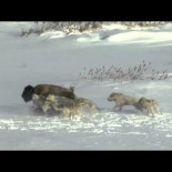 ¿Accidente o sacrificio por la manada?