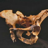 La dictadura de la revista Nature