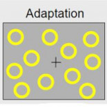 Lo que el cerebro ve cuando los ojos dejan de mirar
