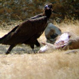 Los ganaderos podrán dejar reses muertas para las aves carroñeras