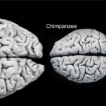 Nuestro cerebro es el órgano más caro que existe