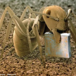 Polvo casero, visto al microscopio