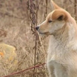 Un perro  se niega a abandonar la tumba de su dueño