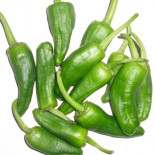 ¿Por qué los pimientos de Padrón unos pican y otros no?