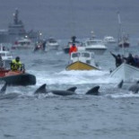 El mar de sangre en las islas Feroe...