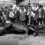 Fotografías atípicas de animales de la primera mitad del siglo XX