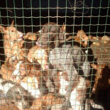 Abandonan y matan a perros de caza para ahorrar dinero