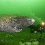 El tiburón de Groenlandia