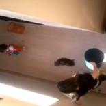 Joven madre tortura a su yorkshire hasta darle muerte frente a su hija de tres años