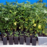 Despedido por dar a probar una tarta de marihuana a sus compañeros de trabajo en la cena de empresa