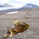 Las focas momificadas de la Antártida