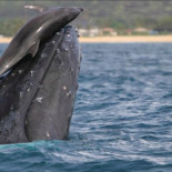 Cuando los delfines y las ballenas jorobadas se encuentran y juegan