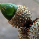 Por qué comemos trigo y no bellotas