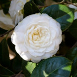 La energía eólica es más barata que la nuclear