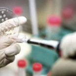 Científicos logran detener envejecimiento con terapia con células madre en ratones envejecidos