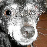 Localizan malherida a una perra a la que sacaron un ojo a golpes en Ses Cadenes