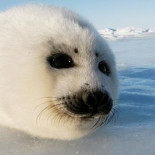 Las crías de foca se ahogan por falta de hielo
