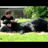 Toro bravo salvado de la corrida y su hermosa amistad con Christophe Thomas