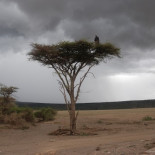 Un masái en un árbol