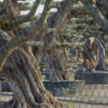 Aceite de lujo para evitar que los olivos milenarios acaben secos en una rotonda