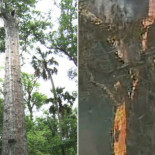 Incendio intencionado destruye ciprés de 3500 años de edad [Eng]