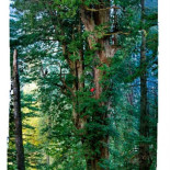 La increíble fotografía de una secuoya