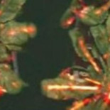 Científicos graban el gas con el que las plantas se comunican y avisan de peligros