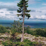 Seis árboles más viejos que la pirámide de Keops