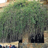 Medio Ambiente edita un libro confesional sobre la flora de la Biblia
