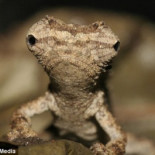 Descubren en Madagascar una especie diminuta de camaleón