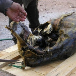 Kiviak, la comida más desagradable del mundo