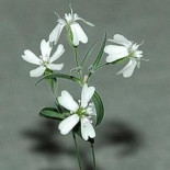 Reviven una planta congelada hace 30.000 años