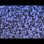 Miles de estorninos se defienden en masa del ataque de un halcón