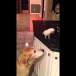 Un pájaro alimenta a un perro con tallarines