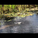 Como construir tu propia piscina natural [ENG]