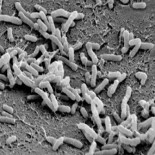 Genes extraños en nuestra comida