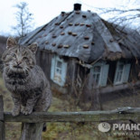 Gatos en cifras y hechos