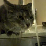 El gato más ineficiente bebiendo