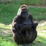 El genoma del gorila, secuenciado