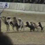 Espectacular adiestrador de perros