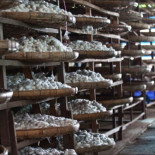 ¿De dónde viene la seda ? (ru)